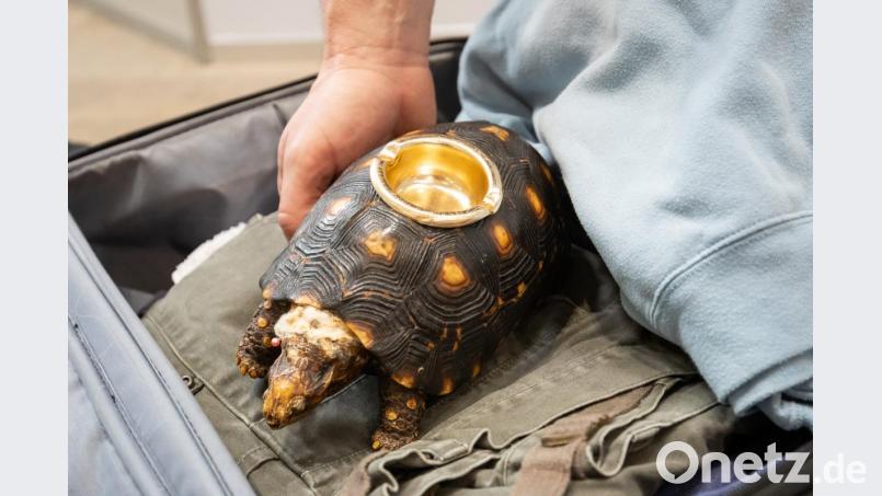 Ein vom Zoll beschlagnahmter Schildköten-Aschenbecher liegt am Flughafen Nürnberg. Foto: Daniel Karmann Bild: Daniel Karmann