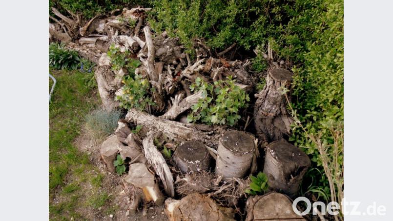 Totholz ist ein besonders wichtiger Bestandteil eines Naturgartens. Bild: Daniel Jakumeit
