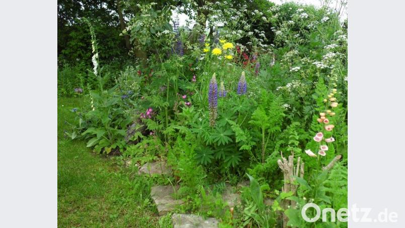 Ein im Halbschatten liegendes Wildstaudenbeet in Jakumeits Garten. Bild: Daniel Jakumeit