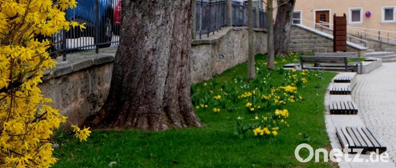 Die Flosser Marktplatzanlage blüht zurzeit auf. Bild: le