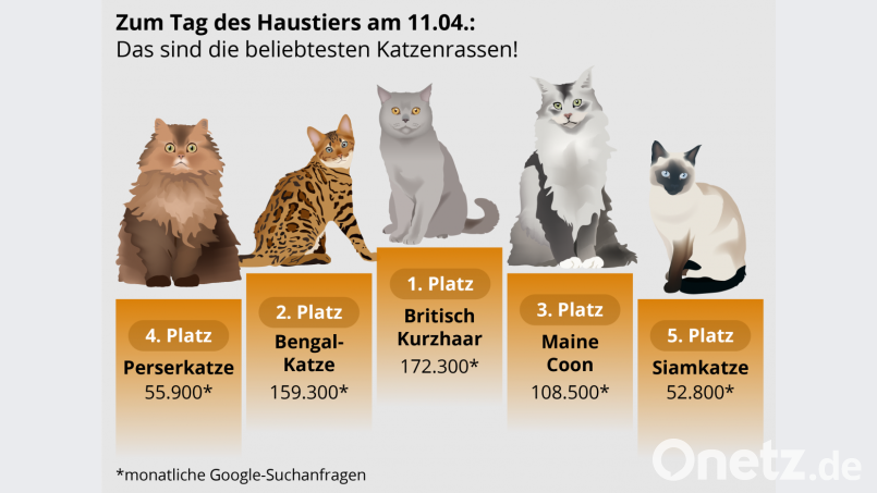 Das sind laut Redaktion von das-tierlexikon.de die beliebtesten Katzenrassen in Deutschland. Bild: das-tierlexikon.de