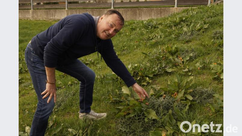 Dritter Bürgermeister Heribert Schubert wundert sich über die vielen Disteln. Bild: arw