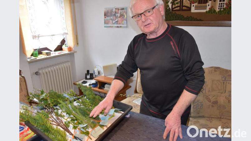 In Palmbuschen gehören Weidenkätzchen, das ist für die meisten klar. Traditionell gehören aber auch Zeder-, Wacholder- oder Buchszweige hinein. Bild: esm