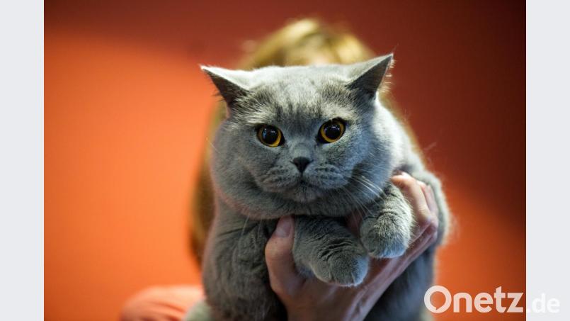 Britisch-Kurzhaar-Katze Berny vom Rosenpavillon. Bild: Arno Burgi dpa