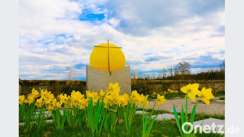 Für eine besondere Stimmung und Atmosphäre im Friedhof sorgen die erblühenden Narzissen. Bild: bsc