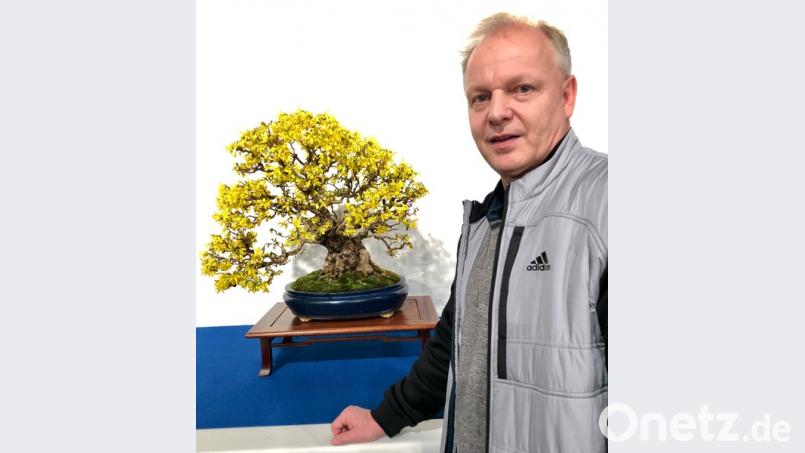 Der prämierte Bonsai. Bild: Kunz
