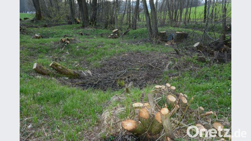 Die Freie Wählergemeinschaft Pleystein will das Mähen von öffentlichen Grünflächen reduzieren. Im schriftlich vorgelegten Antrag wurde das Beseitigen von Büschen und Sträuchern, wie hier in der Nähe des TSV-Sportplatzes, aber nicht angesprochen. Bild: bey