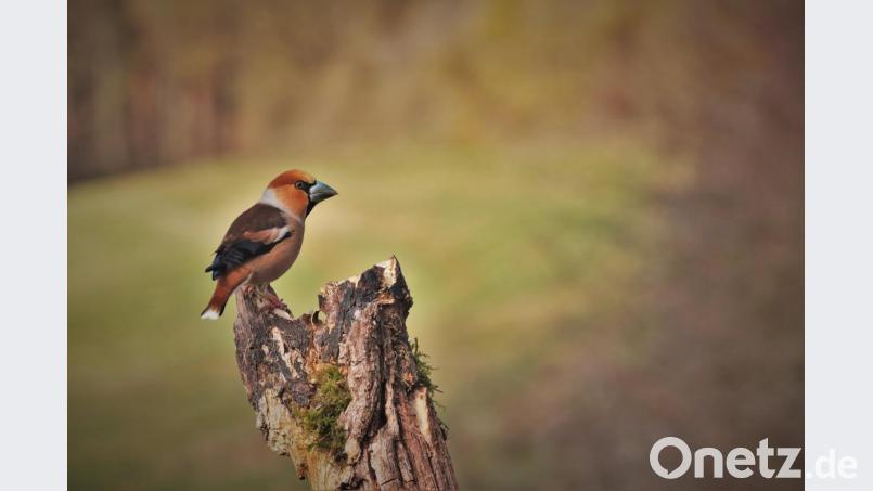 Der Kernbeißer ist der größte heimische Fink. Bild: exb/Willi Krieger