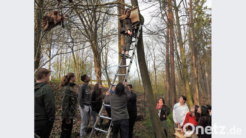 Beim Aufhängen der Vogel- und Fledermaushäuschen ist Vorsicht angesagt, damit niemand abstürzt. Bild: exb
