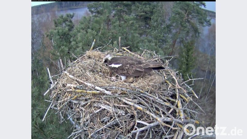 Das erste Adler-Ei im Jahr 2019 ist da. Screenshot: Martin Gottsche