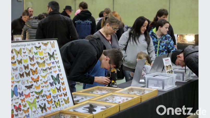 Eine Spinnen- und Insekten-Ausstellung gastierte am Sonntag in Amberg. Bild: Wolfgang Steinbacher