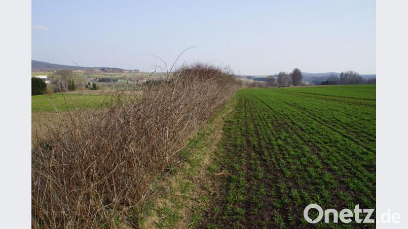 Nicht nur die Waldkalkung wird von der öffentlichen Hand unterstützt. Auch eine Förderung zur Erneuerung von Hecken (Foto) und Feldgehölzen über das Kulturlandschaftsprogramm trägt zum Landschaftsschutz bei. Informationen dazu erhielten die Jagdgenossen bei ihrer Jahreshauptversammlung. Bild: mmj