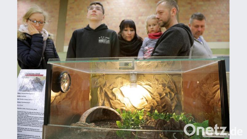 Eine Spinnen- und Insekten-Ausstellung gastierte am Sonntag in Amberg. Bild: Wolfgang Steinbacher