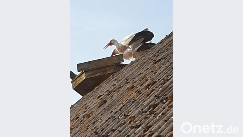 Endlich ist wieder ein Storchenpaar auf dem Horst in der Hüttener Straße 1 eingezogen. Bild: sei