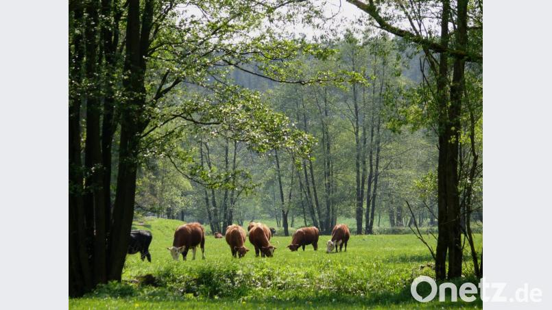 Das Stiftland darf sich Öko-Modellregion nennen. Für die schlagkräftige Bewerbung brauchte es aber mehr als „nur“ wunderschöne Landschaften, wie hier auf dem Bild zu sehen. Bild: tr