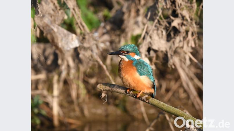 Wo Eisvögel ihr Revier haben, ist aus naturschützerischer Sicht die Welt noch einigermaßen in Ordnung. Diese Aufnahme entstand an der Vils im Landkreis Amberg-Sulzbach. Bild: Johannes Wolf/exb