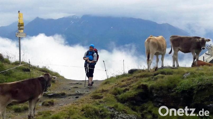 Besondere Bekanntschaft: Auf der Tour über die Alpen kamen die beiden Frauen nicht nur einmal Kontakt mit Kühen. Bild: privat