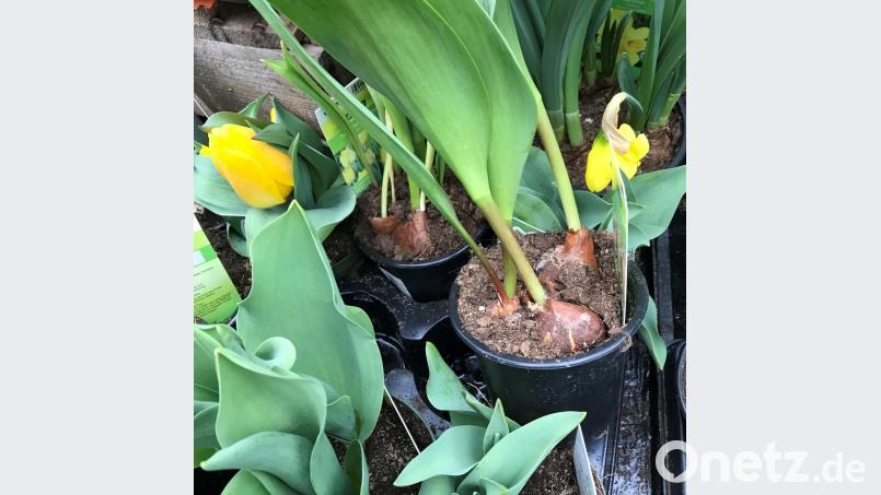Kaum zu glauben, aber im 17. Jahrhundert wurde in Holland eine Tulpenzwiebel in Gold aufgewogen. Bild: cr
