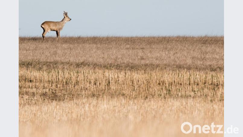 Ein Rehbock steht auf einem Stoppelfeld. Foto: Julian Stratenschulte/Archivbild Bild: Julian Stratenschulte