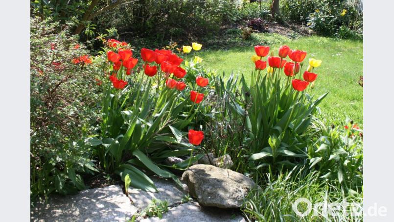 Eine Erfolgsgeschichte: die Tulpe erfreut ihre Betrachter noch heute. Bild: cr