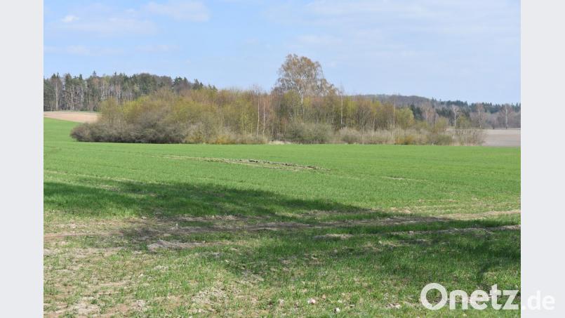 In Friedenfels stellte Eberhard Freiherr von Gemmingen-Hornberg seine Felder auf Biolandwirtschaft um. Im Zuge dessen wurden dort Inseln aus Sträuchern angelegt, um Rückzugsorte für Feldhasen und andere Tiere zu schaffen. Bild: lue
