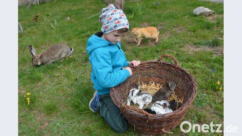 Während Simon Uschold nur mehr Augen für seine zehn kleine Häschen hat, sichert sich die Hasenmutter "Schnuffine" die ersten frischen Gräschen. Das Kätzchen "Tiger" schleicht ebenfalls eifersüchtig um den Hasenkinderkorb. Bild: dob