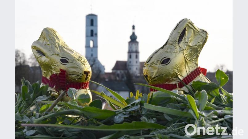 Zwei Schokoladen-Häschen sitzen im Gras und warten darauf, dass sie gefunden werden. Kleine Nesterln, gefüllt mit Süßem, suchen auch in Sulzbach-Rosenberg die Kinder für ihr Leben gerne. Doch in anderen Ländern gibt es andere Bräuche. Bild: Petra Hartl