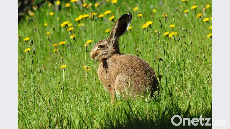 Hasen brauchen Hecken, Böschungen und Graswege, um Rückzugsorte vor Fressfeinden wie Füchse oder Habichte zu finden. Bild: sds