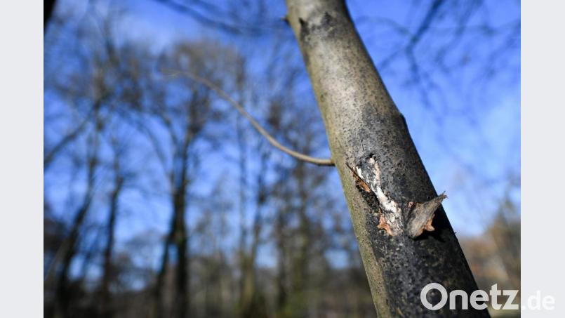 Ein mit der Rußrindenkrankheit befallener Ahornbaum zeigt dunkle Flecken. Foto: Arne Dedert/Archiv Bild: Arne Dedert