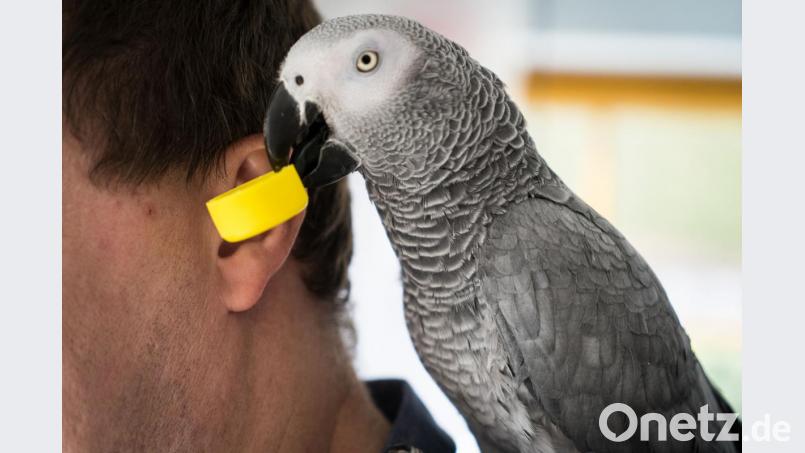 Graupapageien spielen gerne – hier mit einem Flaschendeckel. Bild: gld