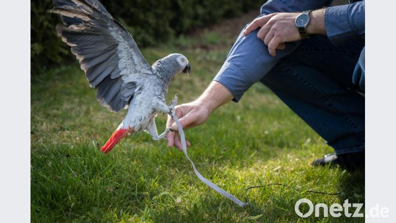 An einer Leine darf Graupapagei &quot;Kiki&quot; auch draußen herumflattern. Martin Schmidt kuschelt aber lieber im Wohnzimmer mit ihnen. Bild: gld