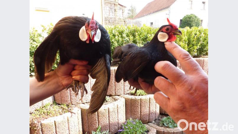 Schon ein Hingucker: Die schwarzen Bantam-Hühner. Bild: cv