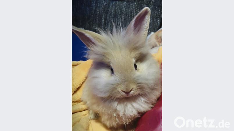 Gewagte Frisur Bild: gld