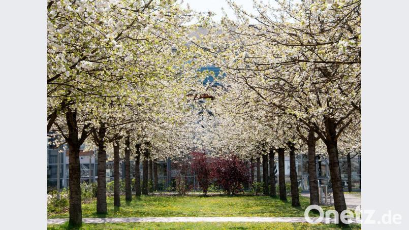 Frühling an der OTH Amberg-Weiden. Bild: Alexander Unger