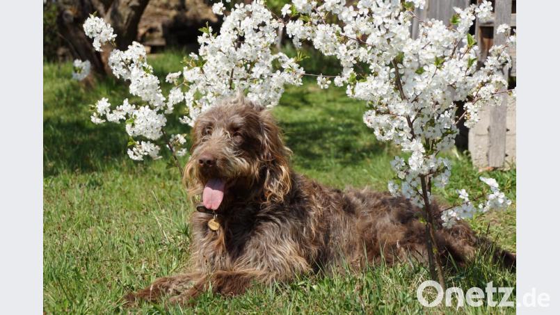 Ostern unter blühenden Sauerkirschenbäumchen. Da fühlt sich auch ein Labradoodle wohl. Bild: bkr