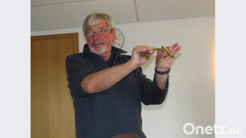 Zum Thema "Baum- und Strauchschnitt"zeigte Uli Andern einige praktische Hinweise am mitgebrachten Rosenzweig. Bild: ubb