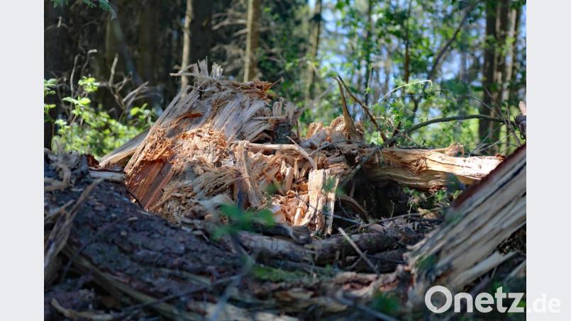Es braucht derzeit wohl nicht viel, dass trockenes Holz Feuer fangen kann. Bild: spw