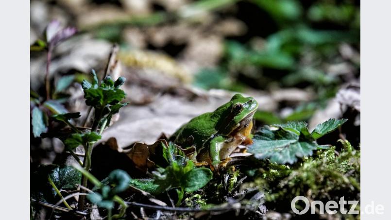 Eine Seltenheit: Der Laubfrosch, einer der kleinsten Froschlurche in unserer Heimat. Markus Raum hat den Winzling an einem kleinen Weiher bei Freudenberg fotografiert. Bild: Markus Raum