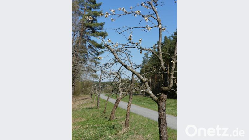 Vermutlich zum ersten Mal werden die Obstbäume am Fahrradweg neben der Zufahrt zur Hammermühle &quot;auf Vordermann gebracht&quot;. Bild: rn