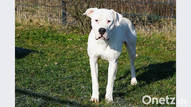 "Hans Dampf" hat nun ein festes Zuhause im Hundezentrum von Gerd Schuster in Weiltingen im mittelfränkischen Landkreis Ansbach. Bild: Beate-Josefine Luber