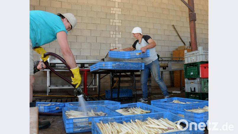Mit Wasser aus dem Schlauch wird der frisch geerntete Spargel abgespritzt, ehe er dann zur Feinwäsche in die Maschinen kommt. Sechs bis sieben Wochen lang sind die polnischen Erntehelfer am Laubhof, um den Spargel zu stechen. Bild: Stephan Huber