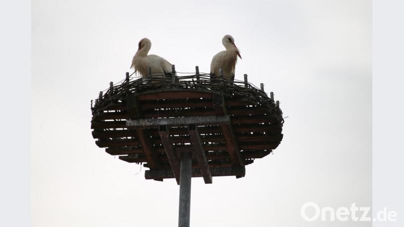 Die Trischinger freuen sich, dass der Horst wieder bewohnt ist. Bild: ral