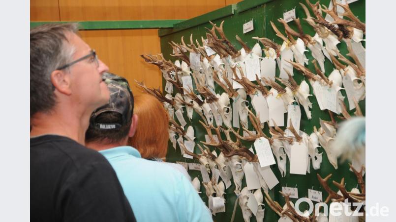 Ganze Wände voller Rehwild-Trophäen legten die Jäger aus 78 Revieren zur Bewertung vor. Bild: ge