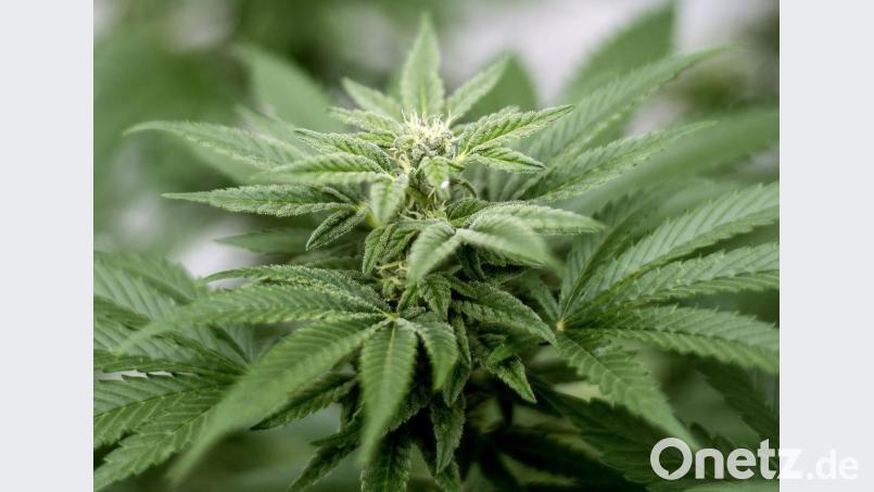 Symbolbild Bild:  Matt Masin/Orange County Register/dpa