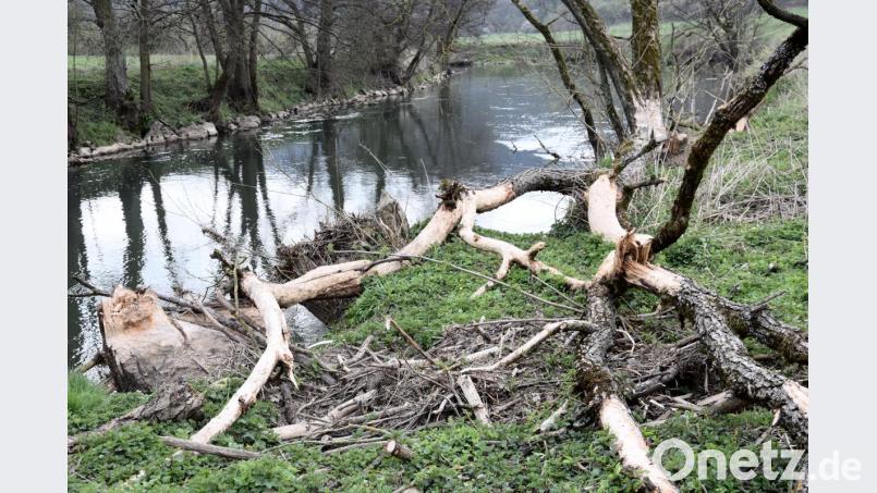 Auch das ist Natur an der Vils: Solche &quot;Biberaktionen&quot; sehen Landwirte mit Argwohn. Wenn sich die nachtaktiven Nager an den Ufern der Vils, so wie hier zwischen Schmidmühlen und Emhof, zu schaffen machen, ist das ein Fall für den Biberberater und die Fachstellen. Bild: bö