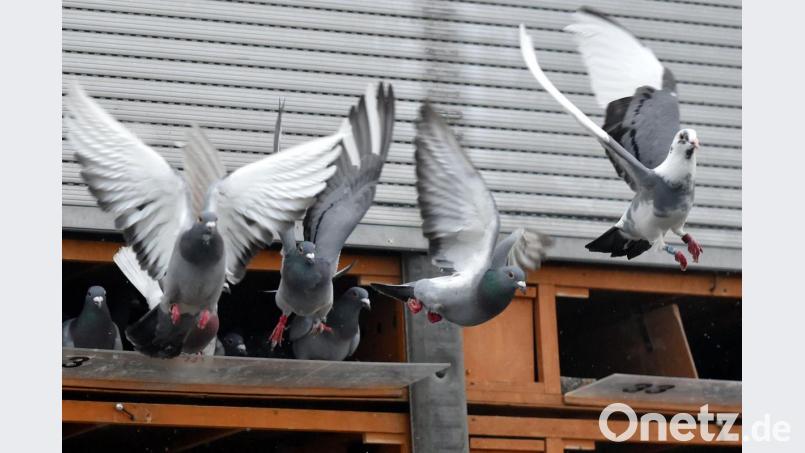 Auf diesen Anblick haben die Züchter gewartet: Die neue Reisesaison der Brieftauben beginnt. Bild: Foto: Kube Slavomír/CTK/dpa