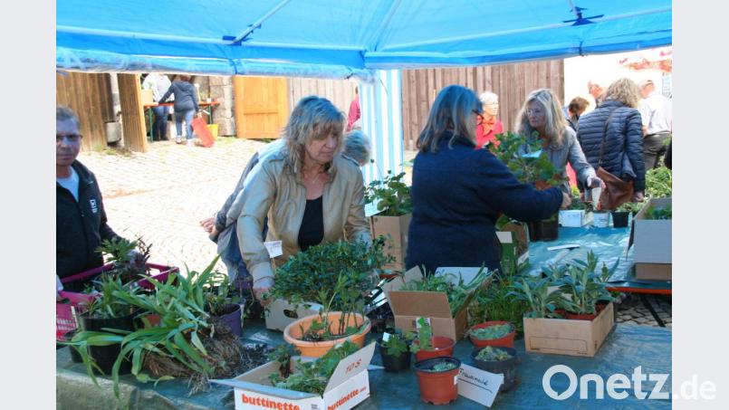 Pflanzentauschtag in Waldershof. Bild: fpoz