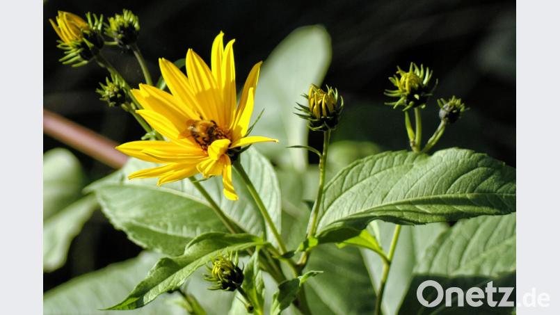 Topinamburpflanze Bild: njn