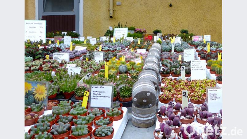 Von Blumen über Sukkulenten und Kakteen: Pflanzen gab es in Hülle und Fülle. Bild: kar