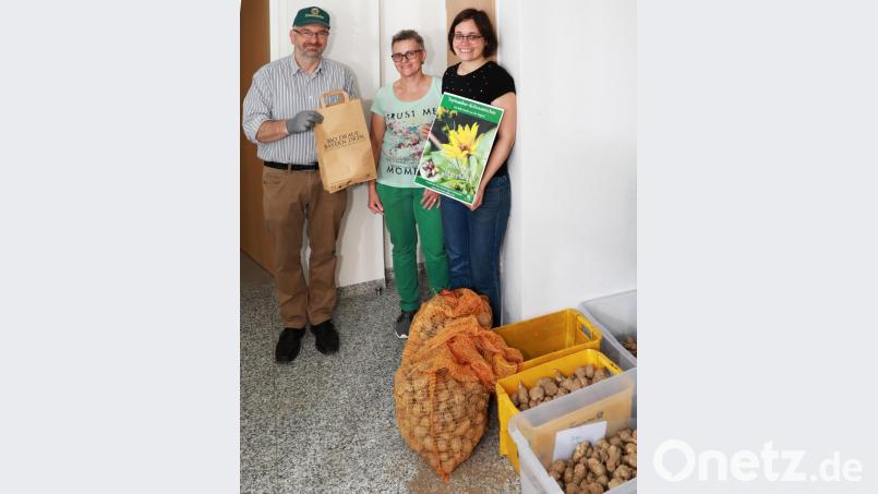 Eine der ersten, die sich in der Aktionswoche ihre Pflanzknollen holte, war Silke Walter (Zweite von links). Mit auf dem Bild (von links) Projektmanager Günther Erhardt und Mitarbeiterin Marlene Weiß. Bild: njn